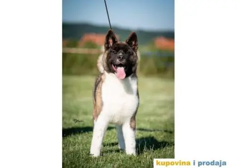 Američka Akita - 3/11