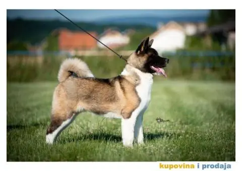 Američka Akita - 4/11