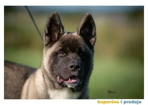 Američka Akita - 5/11