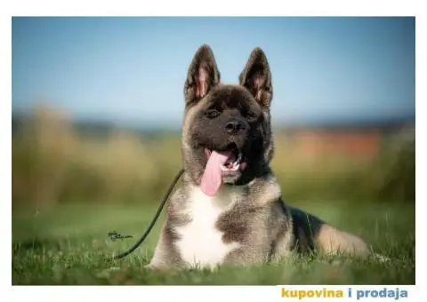 Američka Akita - 6/11