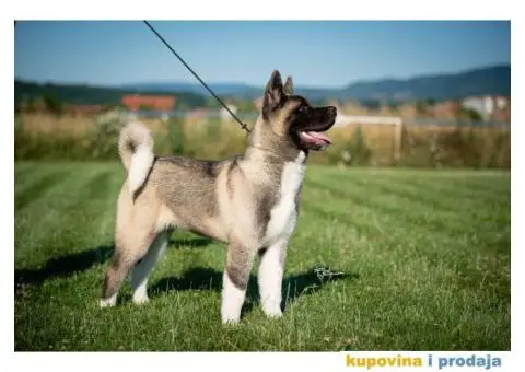 Američka Akita - 7/11