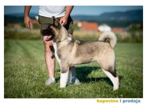 Američka Akita - 8/11