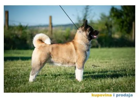 Američka Akita - 9/11