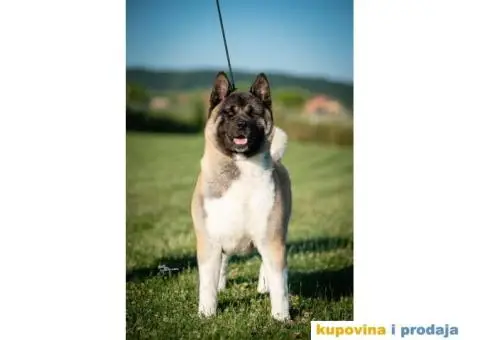 Američka Akita - 10/11