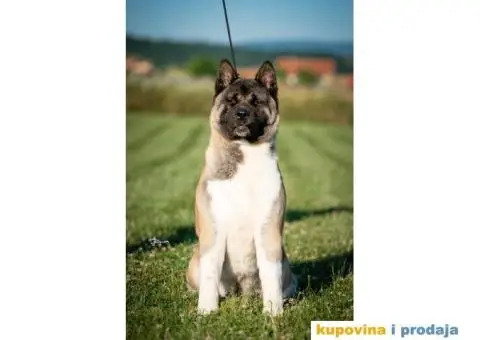 Američka Akita - 11/11