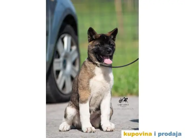 Američka Akita - 1