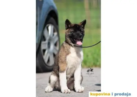 Američka Akita - 1/11