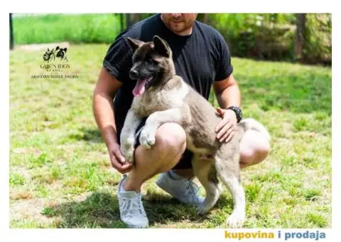 Američka Akita - 2/11