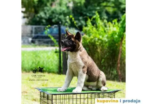 Američka Akita - 3/11