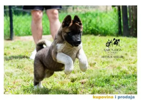 Američka Akita - 4/11