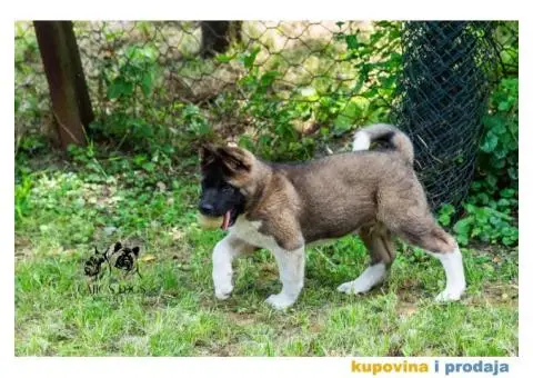 Američka Akita - 5/11
