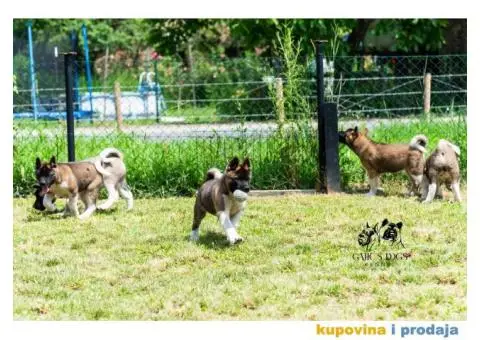Američka Akita - 6/11