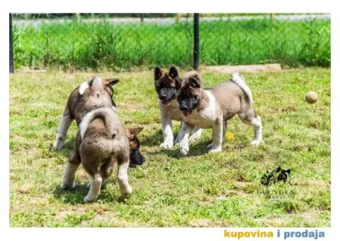 Američka Akita - 7/11