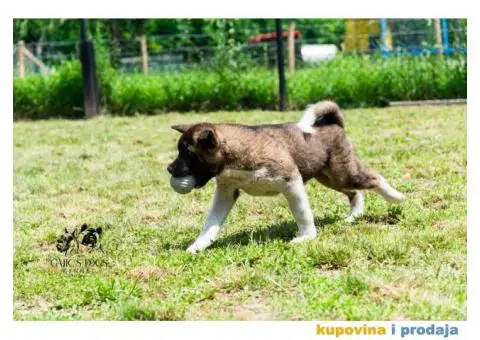 Američka Akita - 8/11