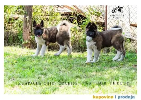 Američka Akita - 9/11