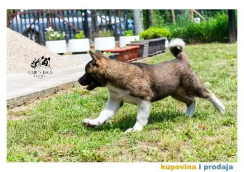 Američka Akita - 10/11