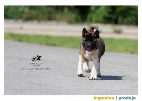 Američka Akita - 11/11
