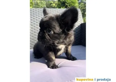 Fluffy Francuski buldog - 1/4