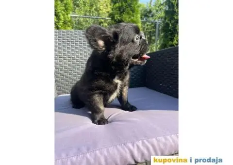 Fluffy Francuski buldog - 2/4