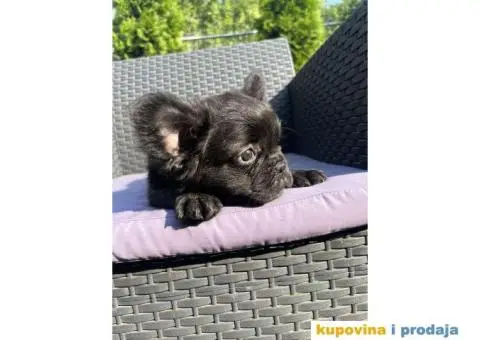 Fluffy Francuski buldog - 3/4