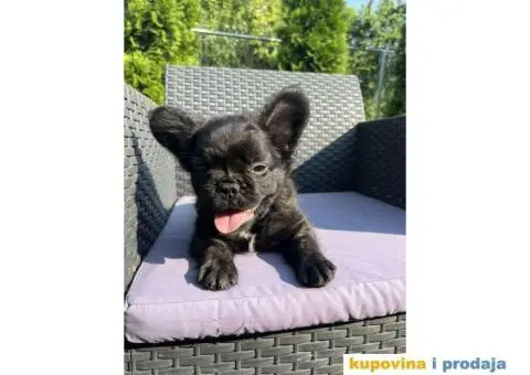 Fluffy Francuski buldog - 4/4