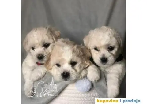 Kovrdžavi bišon štenci - 1/11