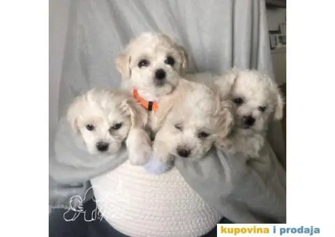 Kovrdžavi bišon štenci - 2/11