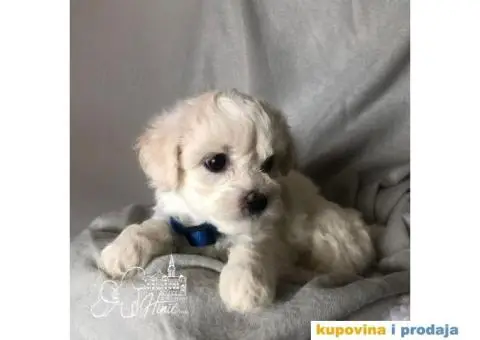 Kovrdžavi bišon štenci - 3/11