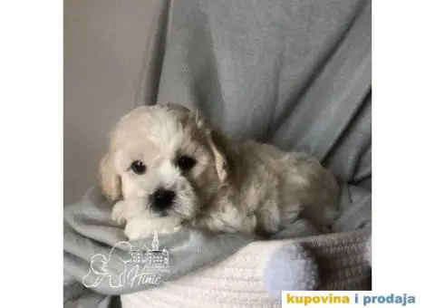 Kovrdžavi bišon štenci - 4/11