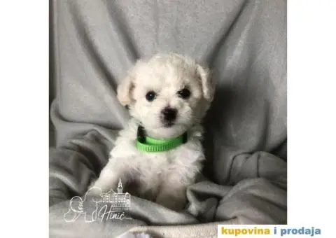 Kovrdžavi bišon štenci - 5/11