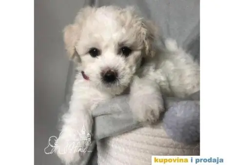 Kovrdžavi bišon štenci - 6/11
