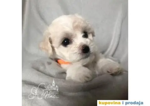 Kovrdžavi bišon štenci - 7/11