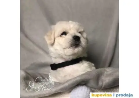 Kovrdžavi bišon štenci - 8/11