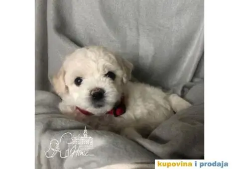 Kovrdžavi bišon štenci - 9/11