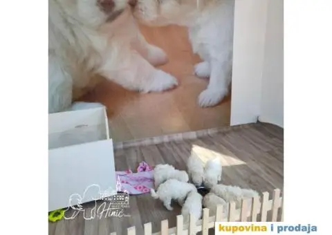 Kovrdžavi bišon štenci - 10/11