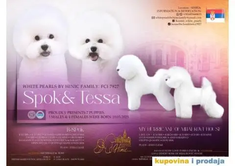 Kovrdžavi bišon štenci - 11/11