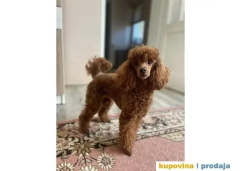 Na prodaju vrhunske TOY pudle – 4 muska steneta - 1/7