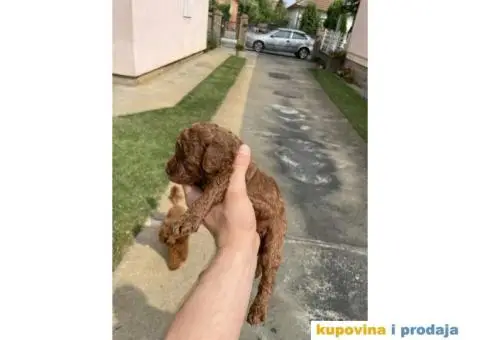 Na prodaju vrhunske TOY pudle – 4 muska steneta - 2/7