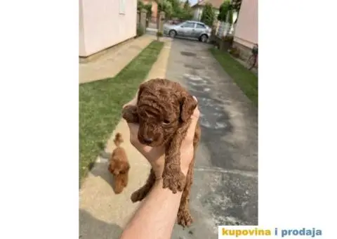 Na prodaju vrhunske TOY pudle – 4 muska steneta - 3/7