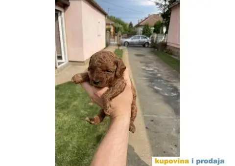 Na prodaju vrhunske TOY pudle – 4 muska steneta - 4/7