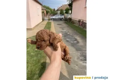 Na prodaju vrhunske TOY pudle – 4 muska steneta - 5/7