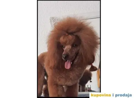 Na prodaju vrhunske TOY pudle – 4 muska steneta - 6/7