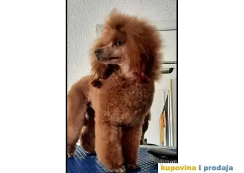 Na prodaju vrhunske TOY pudle – 4 muska steneta - 7/7