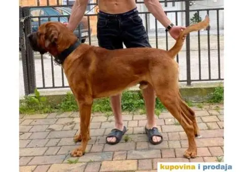 TOSA INU / JAPANSKI BORAC - rezervacija stenaca - 1/9