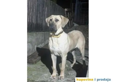 TOSA INU / JAPANSKI BORAC - rezervacija stenaca - 2/9