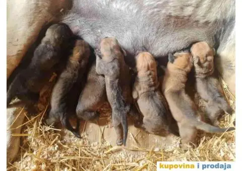 TOSA INU / JAPANSKI BORAC - rezervacija stenaca - 3/9