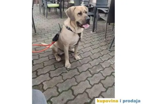 TOSA INU / JAPANSKI BORAC - rezervacija stenaca - 4/9