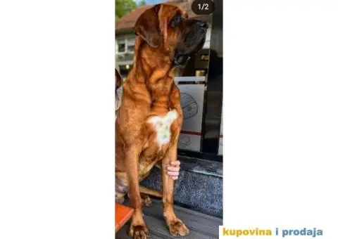 TOSA INU / JAPANSKI BORAC - rezervacija stenaca - 5/9