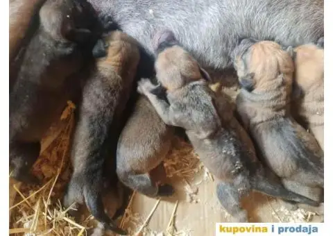 TOSA INU / JAPANSKI BORAC - rezervacija stenaca - 6/9