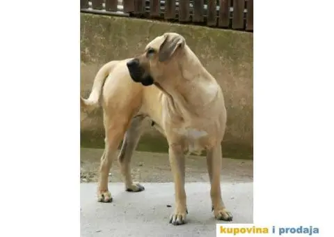 TOSA INU / JAPANSKI BORAC - rezervacija stenaca - 7/9